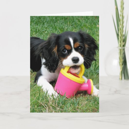 Cavalier Pup Karte (Vorderseite)
