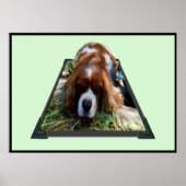 Cavalier Sooky Face Spaniel, Poster (Vorne)