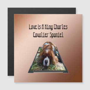 Cavalier Spaniel Popout Art, Magnetkarte
