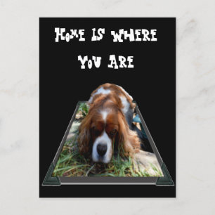 Cavalier Spaniel, Postkarte