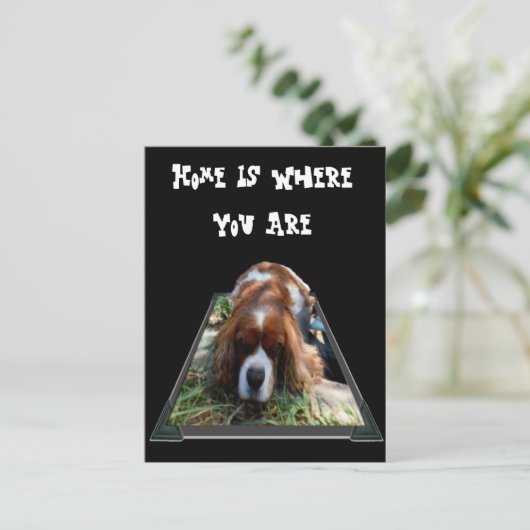 Cavalier Spaniel, Postkarte (Stehend Vorderseite)