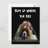 Cavalier Spaniel, Postkarte (Vorne/Hinten)