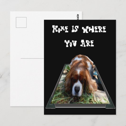 Cavalier Spaniel, Postkarte (Vorne/Hinten)