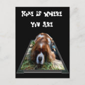 Cavalier Spaniel, Postkarte (Vorderseite)