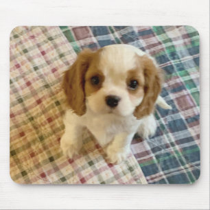 Cavalier Spaniel Puppy Mousepad