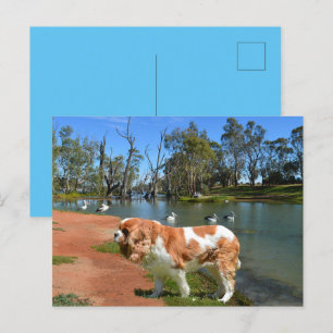 Cavalier Spaniel und Pelikane, Feiertagspostkarte