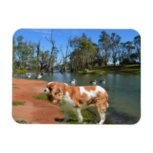 Cavalier Spaniel und Pelikane, Magnet