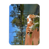 Cavalier Spaniel und Pelikane, Magnet (Vertikal)