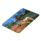 Cavalier Spaniel und Pelikane, Magnet (Linke Seite)