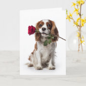 Cavalier Spaniel Valentinstag Karte (Gelbe Blume)