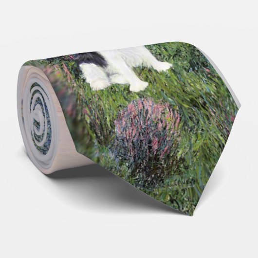 Cavalier (Tri) - An der Seine Krawatte (Gerollt)