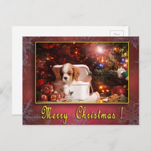 Cavalier Weihnachtskarte Feiertagspostkarte (Vorne/Hinten)