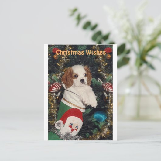 Cavalier Welpe in Weihnachten Strumpf (Stehend Vorderseite)