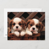 Cavalier Welppies Postkarte (Vorne/Hinten)