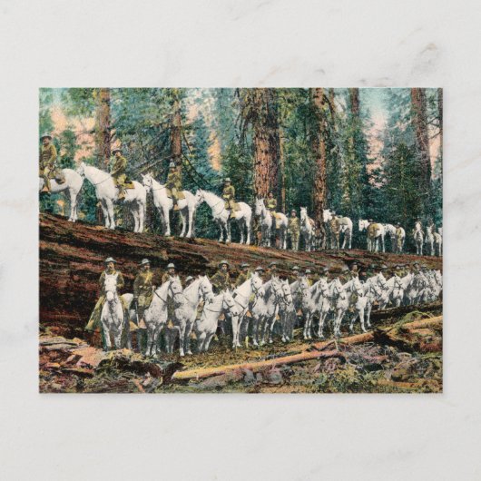 Cavalry Truppe auf Redwood Tree Vintage Postkarte (Vorderseite)