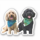 Cavapoo Cavoodle Cockerpoo Welpe Designer Hund Aufkleber (Vorderseite)