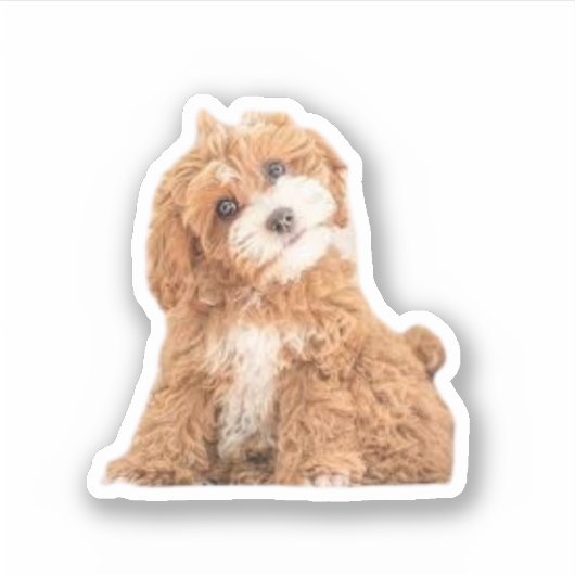 Cavapoo Cavoodle Cockerpoo Welpe Designer Hund Aufkleber (Vorderseite)