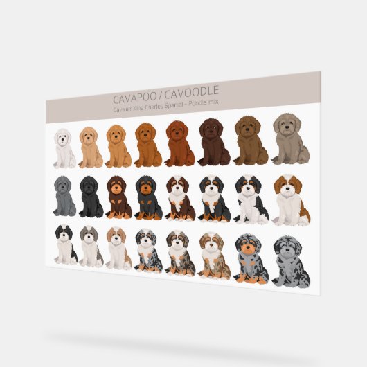 Cavapoo, Cavoodle-Hundmischung Acrylschild (Winkel)