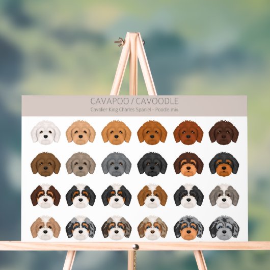 Cavapoo, Cavoodle-Hundmischung Acrylschild (Neutral)