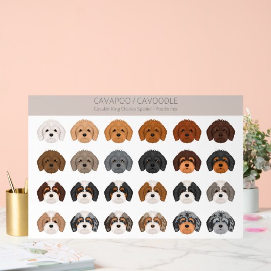 Cavapoo, Cavoodle-Hundmischung Acrylschild (Hochzeit)