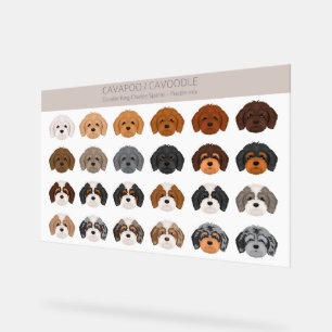 Cavapoo, Cavoodle-Hundmischung Acrylschild