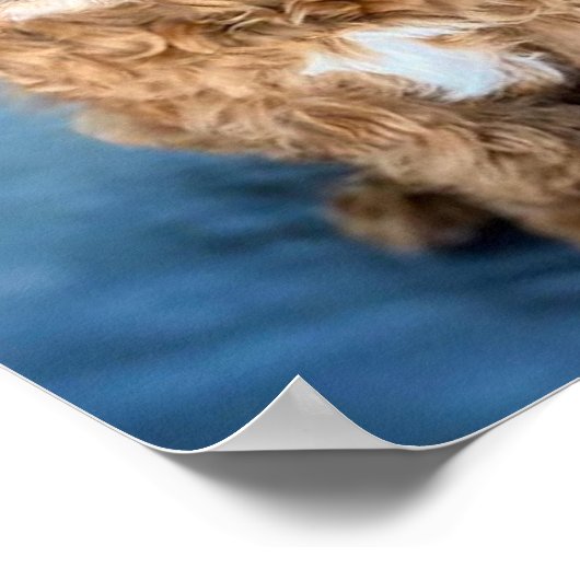 Cavapoo Dog Puppy Adorable Poster (Ecke)