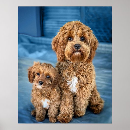 Cavapoo Dog Puppy Adorable Poster (Vorne)