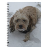 Cavapoo-Notebook Notizblock (Vorderseite)