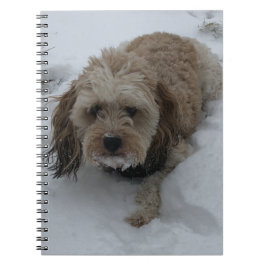 Cavapoo-Notebook Notizblock