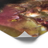 Caye Calker Graysby Poster (Ecke)