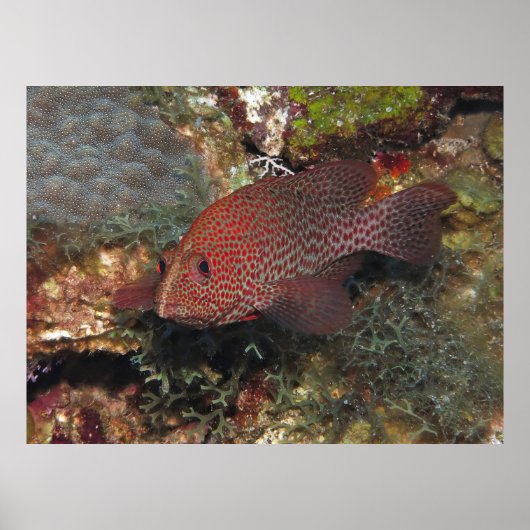 Caye Calker Graysby Poster (Vorne)