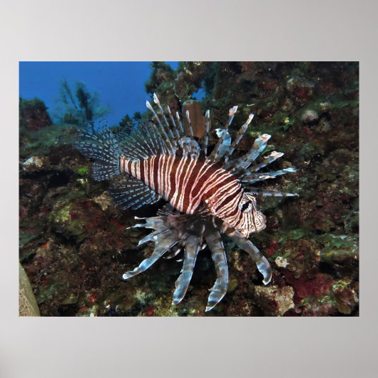 Caye Caulker Lionfish Poster (Vorne)