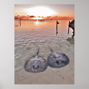 Caye Caulker Stingray Sunset Poster
