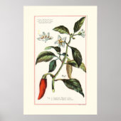 CAYENNE - BOTANISCHE VINTAGE-ILLUSTRATION POSTER (Vorne)