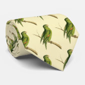 Cayenne gold-winged Parakeet  Krawatte (Gerollt)