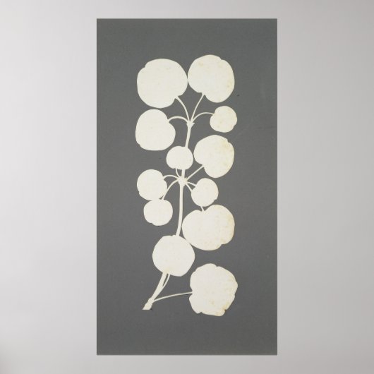 Cayenne Pepper Poster (Vorne)