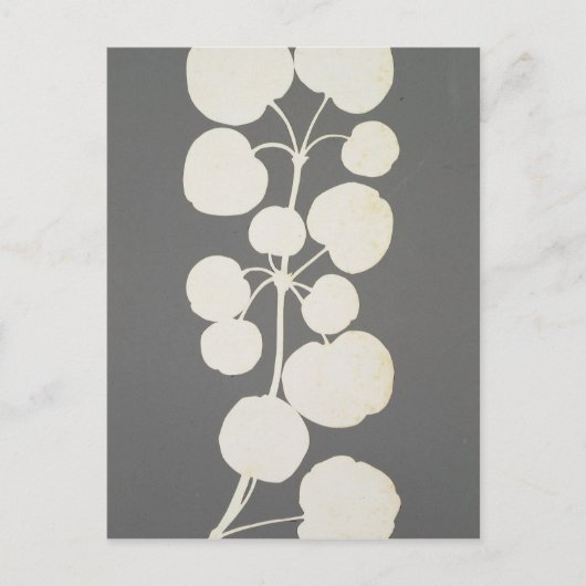 Cayenne Pepper Postkarte (Vorderseite)