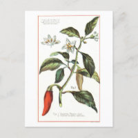 Cayenne Pepper Vintage botanische Illustration