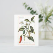 Cayenne Pepper Vintage botanische Illustration Postkarte (Stehend Vorderseite)