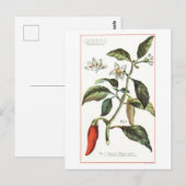 Cayenne Pepper Vintage botanische Illustration Postkarte (Vorne/Hinten)