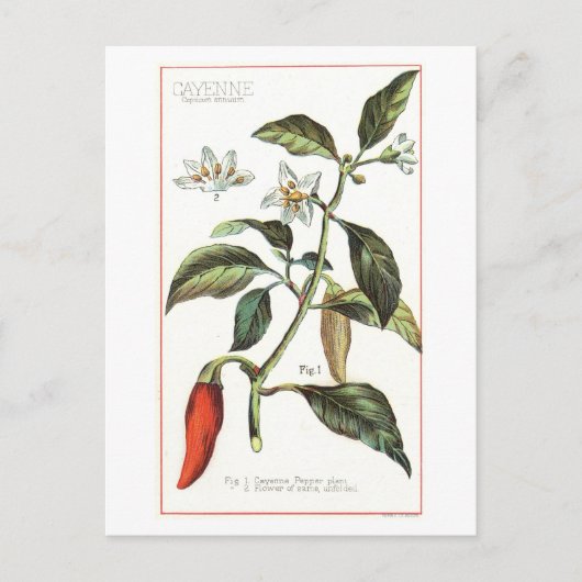 Cayenne Pepper Vintage botanische Illustration Postkarte (Vorderseite)