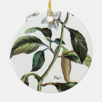 Cayenne-Pfeffer-Blume