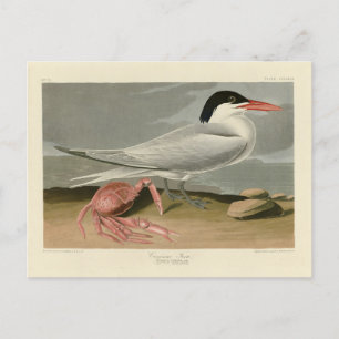 Cayenne (Royal) Tern - Audubons Vögel von Amerika Postkarte