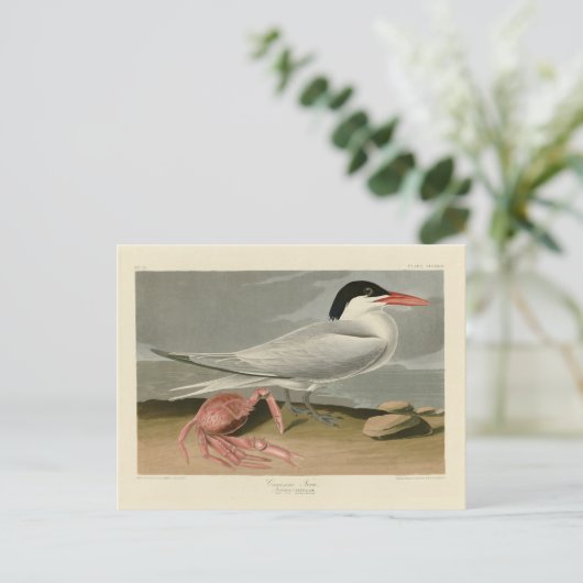 Cayenne (Royal) Tern - Audubons Vögel von Amerika Postkarte (Stehend Vorderseite)