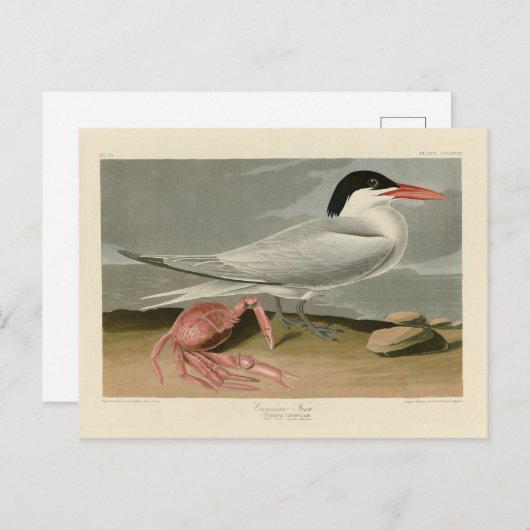 Cayenne (Royal) Tern - Audubons Vögel von Amerika Postkarte (Vorne/Hinten)