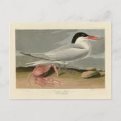 Cayenne (Royal) Tern - Audubons Vögel von Amerika Postkarte (Vorderseite)