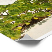 Cayman Islands Beach House Poster (Ecke)