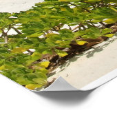 Cayman Islands Beach House Poster (Ecke)