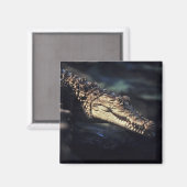 Cayman-Krokodil-Magnet Magnet (Vorderseite/Rückseite)
