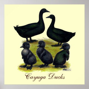 Cayuga-Entenfamilie Poster